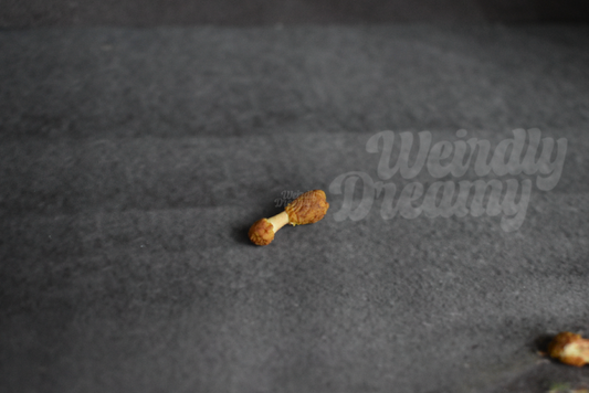 Miniature chicken wing bones on a dark gray asphalt-like surface