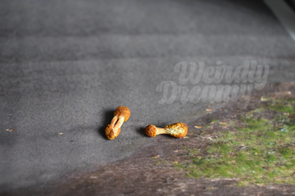 Two chicken wing bones on a road with a blurred background of trees and grass.